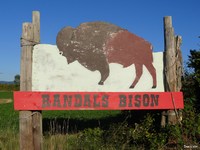 Randals Bison